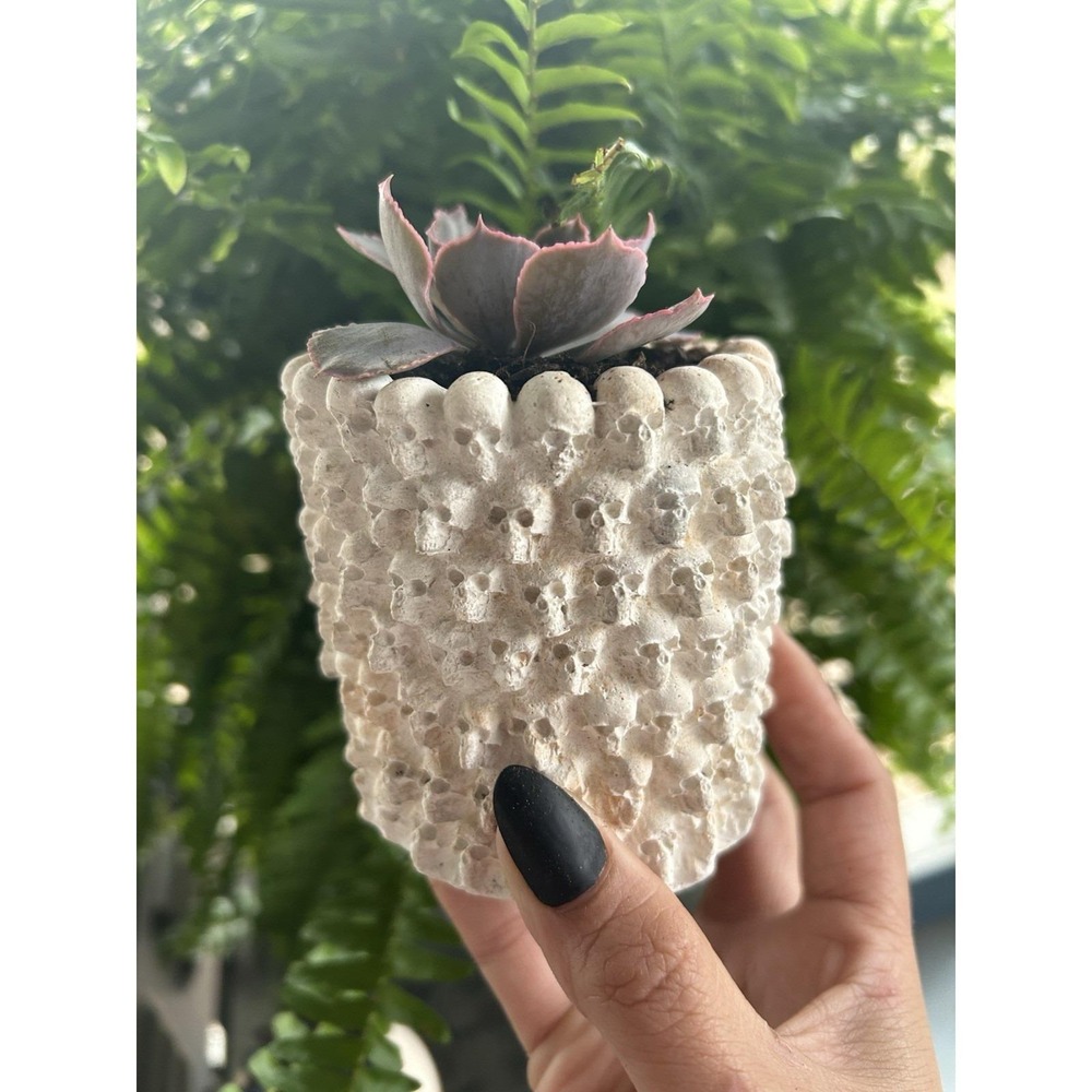 Skull Concrete Planter – Handmade Cement Succulent Pot, Handmade In Texas - Picture 9 of 11